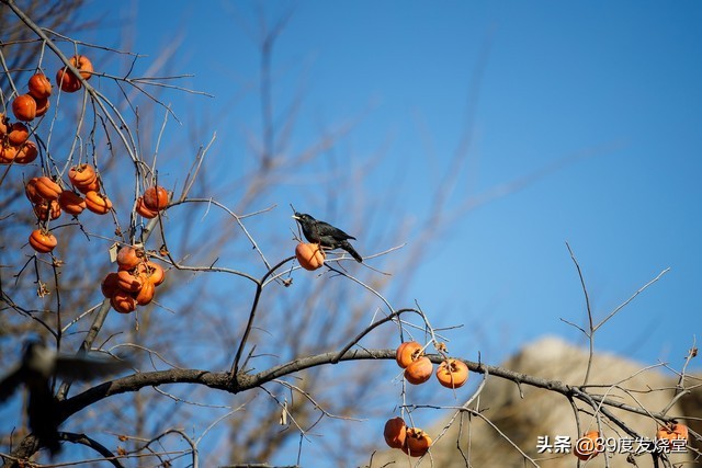佳能rf70-200mmf4lisusm怎么样,佳能rf70-200mmf4usm镜头