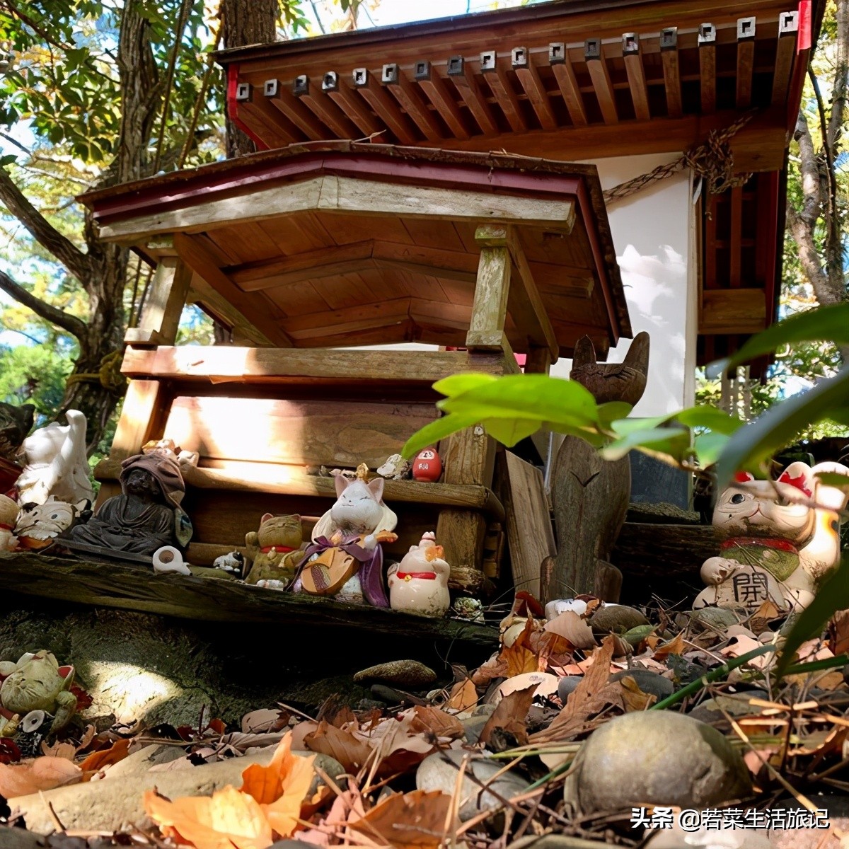 猫奴们都想去的圣地日本的猫岛,日本猫岛猫咪