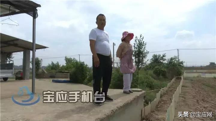 甲鱼养殖生态农场,甲鱼生态养殖视频大全