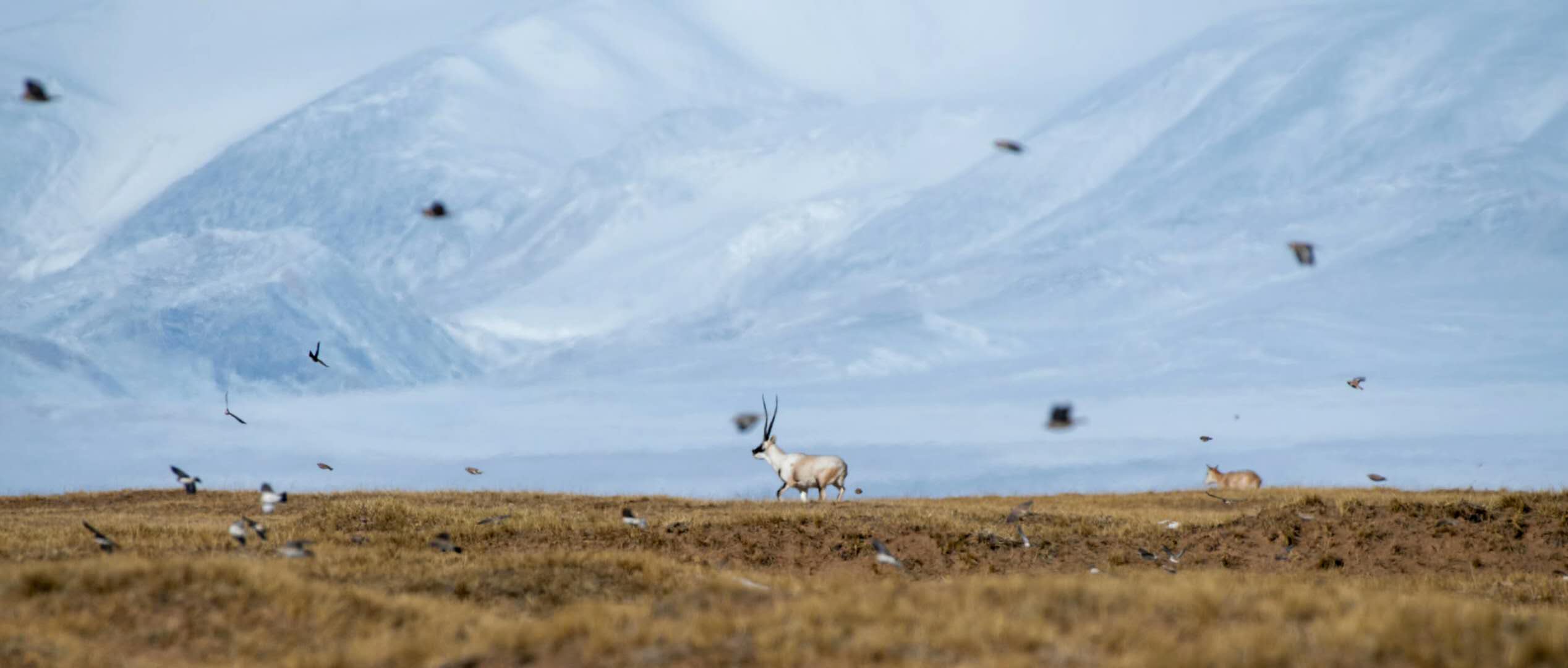 超*脑洗**！《不当医生那七天》就来新甘青看藏羚羊——原生态