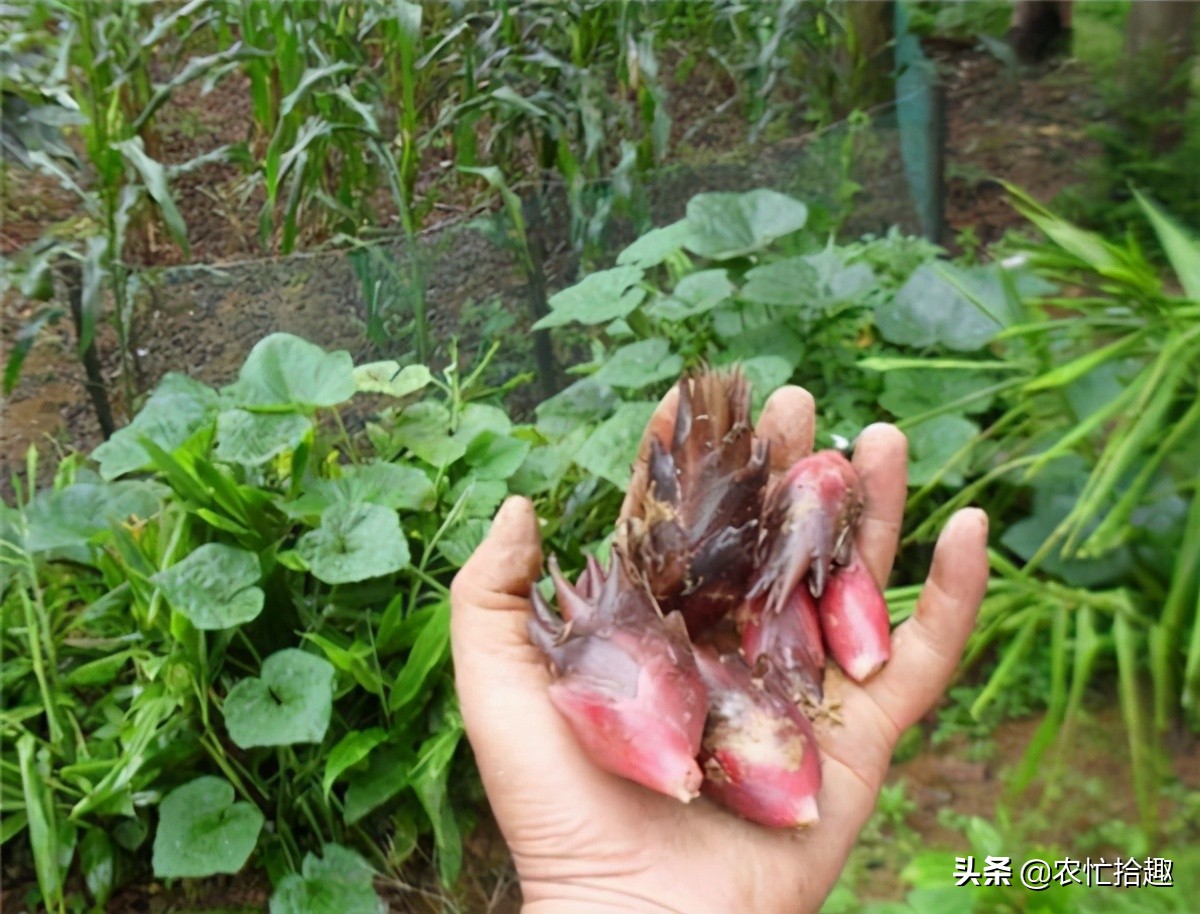 号称种下不用打理，国内热销还出口，农民却很少种，是炒作？