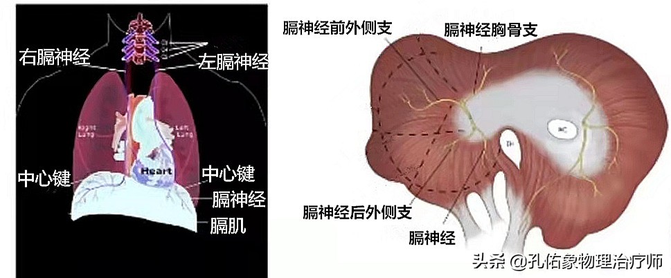 肩膀疼是肩周炎吗还是其他原因,肩周炎肩膀疼痛怎么锻炼