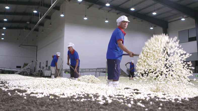 茉莉花茶选品,茉莉花茶怎么选