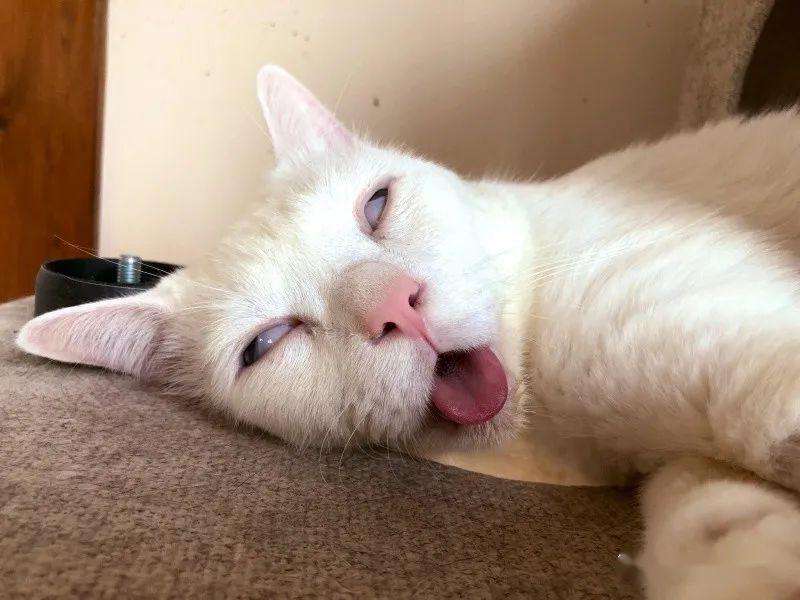 生活小常识有哪些作用,枕头类生活小知识