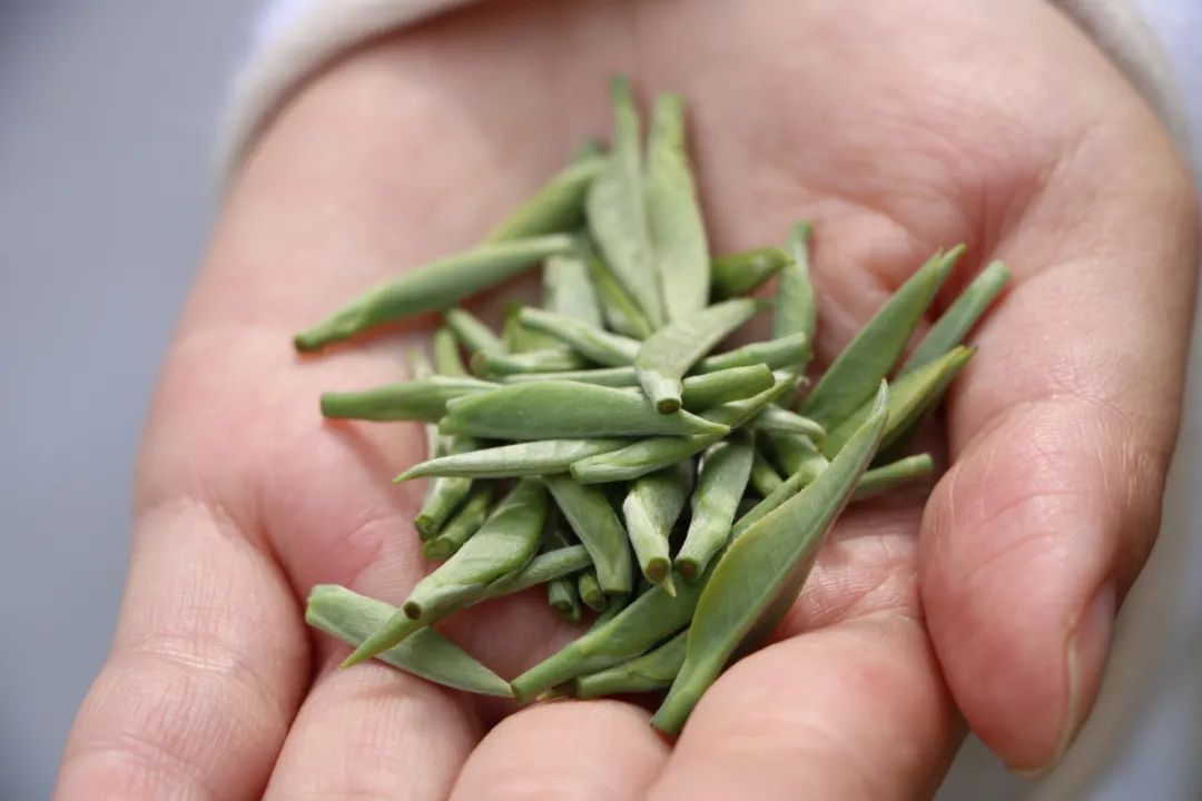 世界唯一的茶籽化石在贵州普安,茶籽化石被保存在哪个博物馆