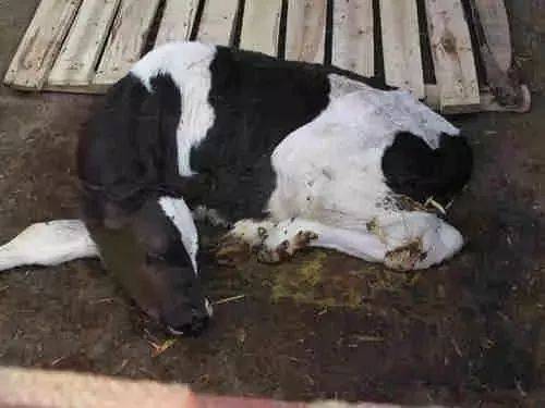 母牛产后站不起来喂什么恢复得快,母牛产后站不起来颤抖是怎么回事