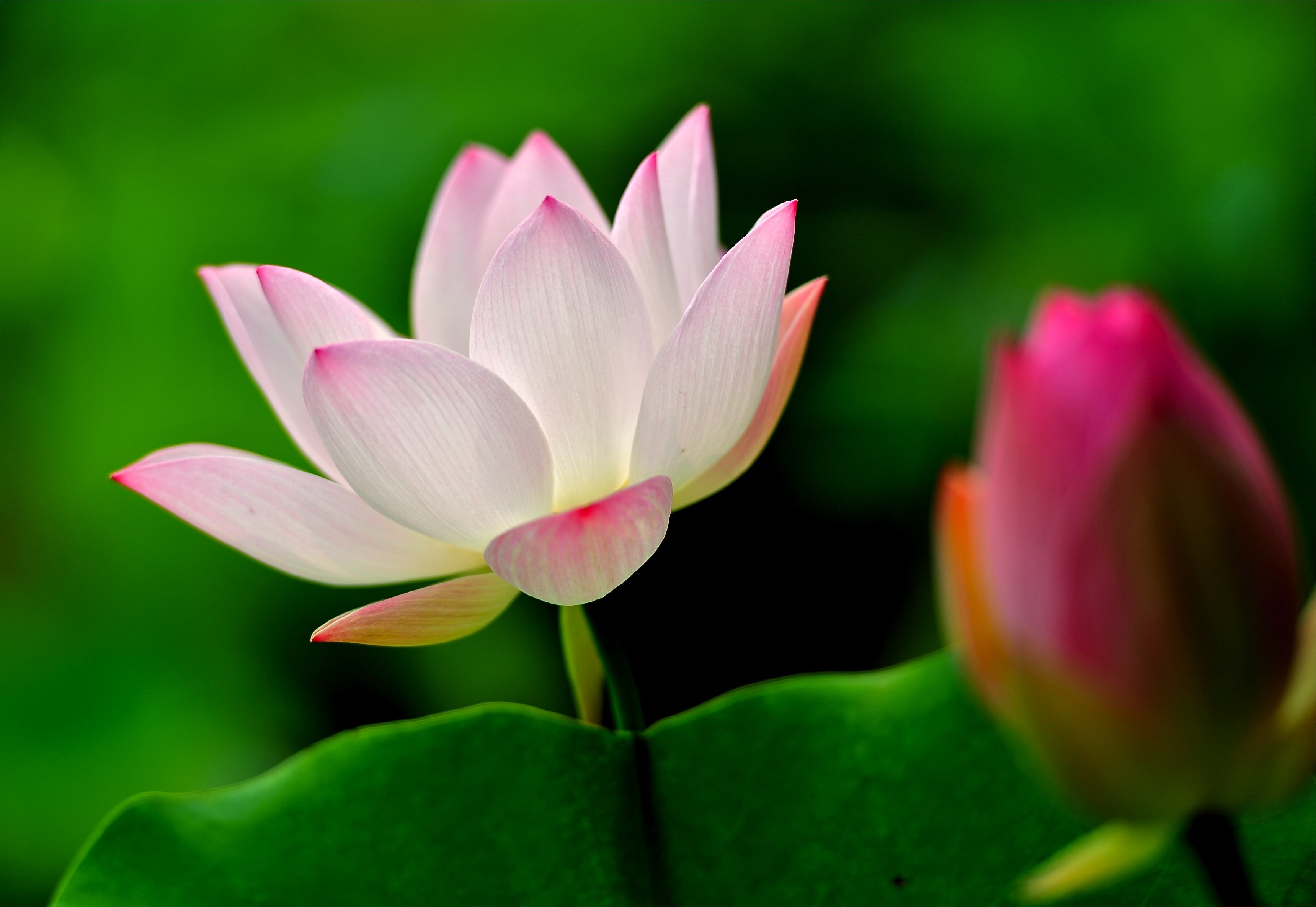 爱莲说动画讲解,爱莲说原文及翻译注释