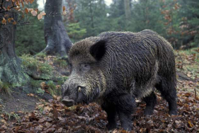 农村环境越来越好,山上的野猪下山糟蹋庄稼了,教你5招对付它