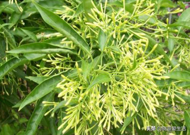 哪20种花有毒,十种花有毒不宜在家养