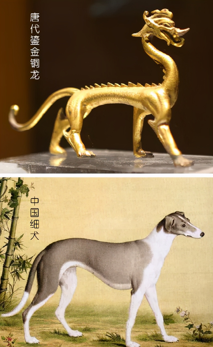 ​龙界大长腿：你见过长得像山东细犬的龙吗？