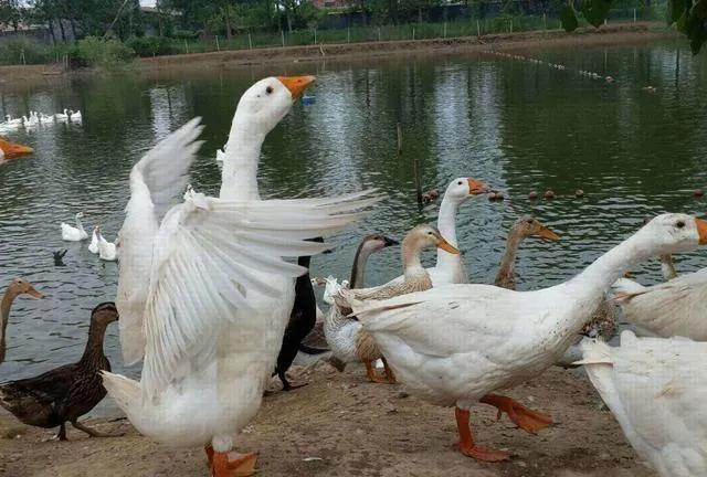 与人不和劝人养鹅的下一句,养鹅投资什么最赚钱