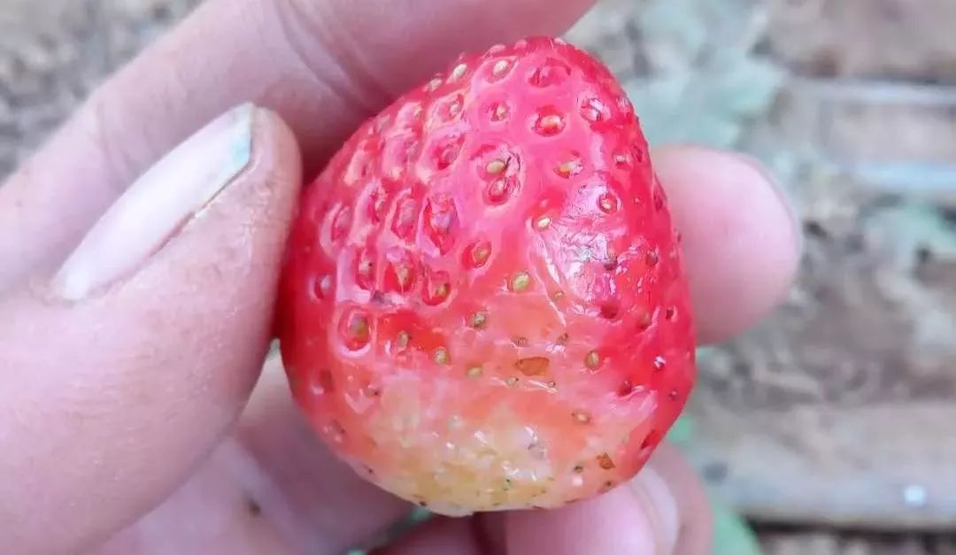 草莓烂果的原因和防治方法,草莓出现发黑变黄咋办