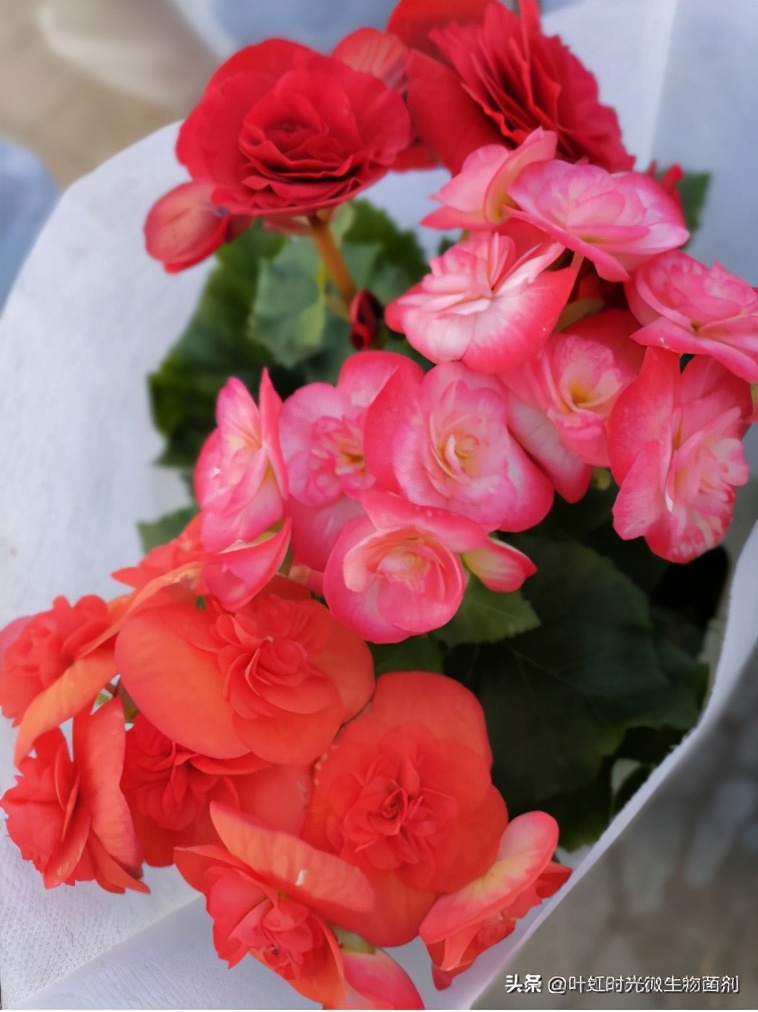 海棠花不长叶子花苞少怎么办,海棠花花后不长叶怎么回事