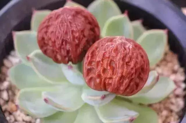 一个月包浆的方法,包浆效果怎么弄