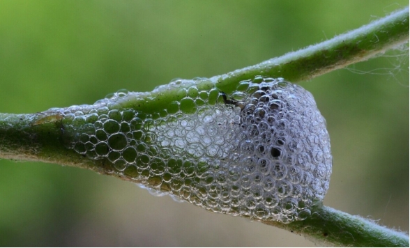 草根的白色泡沫是蛇的唾沫吗,泡泡是蛇吐的口水吗