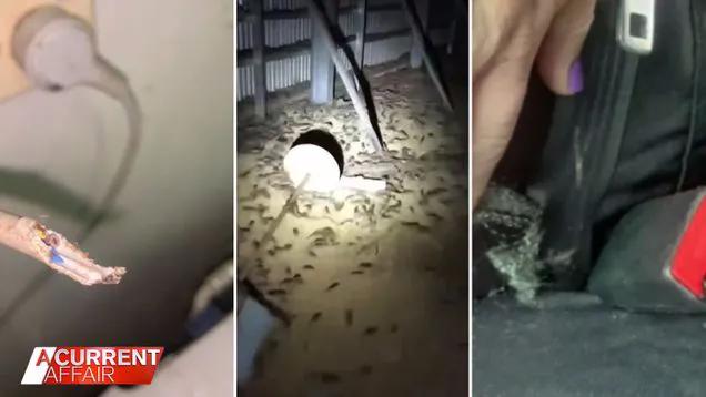 澳大利亚鼠灾事件视频,澳大利亚鼠害事件