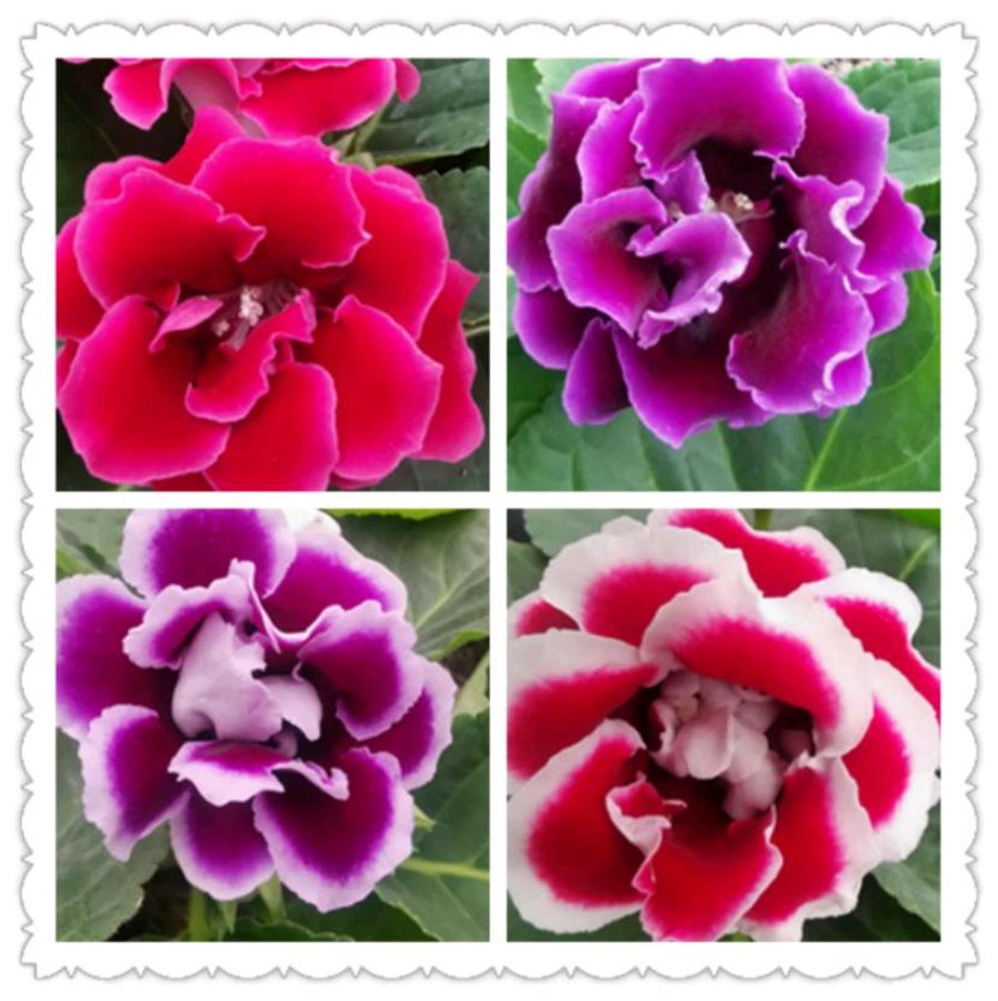 这“38种花”,当你开始收集品种时,你已入坑颇深