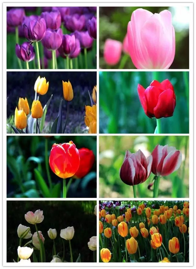 北方喜阴的室内植物花卉有哪些,喜阴耐寒的室外花卉植物有哪些