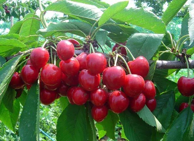 樱桃栽培技术最新视频,大连樱桃气雾栽培技术