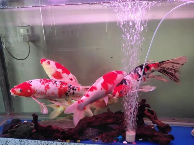 观赏鱼常见的8种疾病,观赏鱼常见病及解决办法