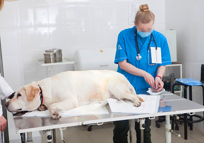 狗狗噎住了什么症状,狗狗噎着了是什么症状表现