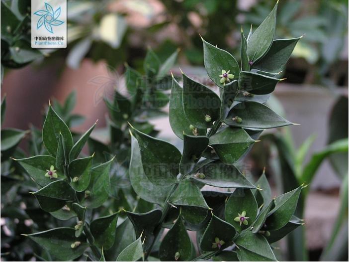 长着叶的模样，干着叶的活，为什么不给它叶的名分