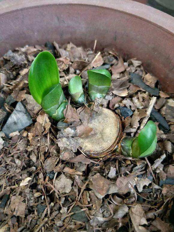 怎样才能使君子兰每年都能开花,如何让君子兰开花长得旺