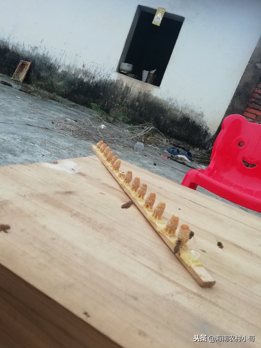 收回自然分蜂的蜜蜂怎么放入蜂箱,蜜蜂自然分蜂一般在上午还是下午