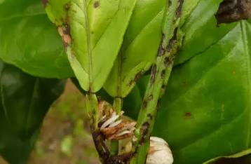 柑橘油斑病和褐斑病图片,柑橘褐斑病危害特征防治方法