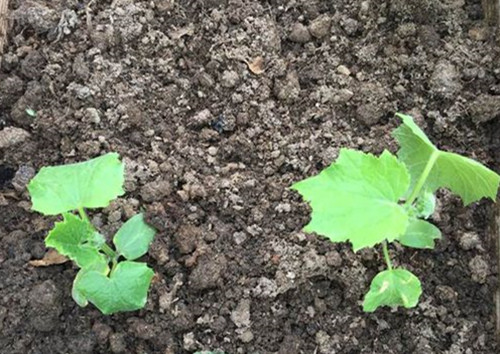 黄瓜苗发黄用什么肥好,黄瓜苗叶子发黄枯萎怎么补救
