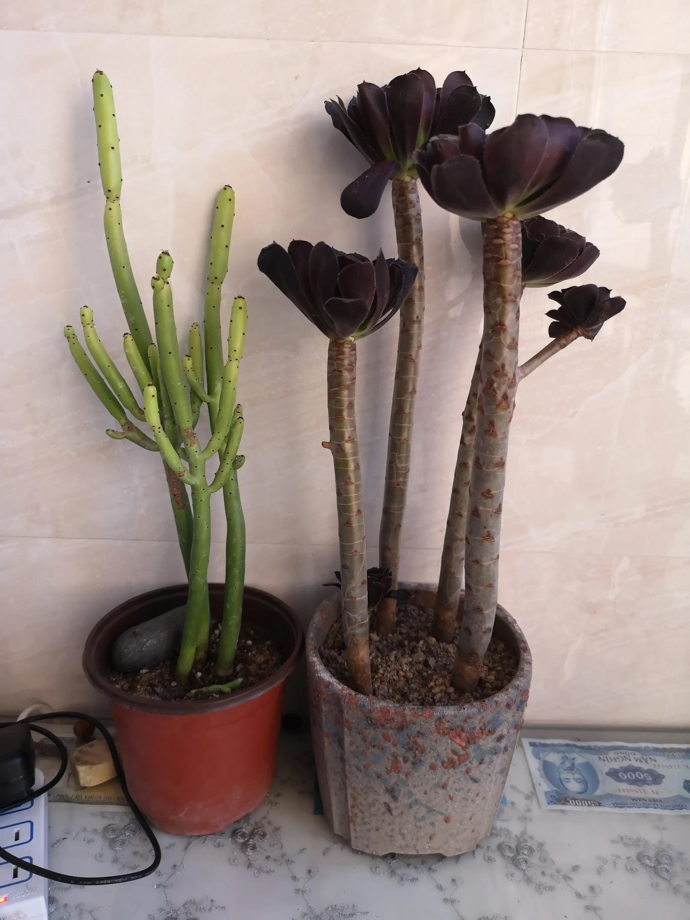 领导辞职了我哭了正常吗,领导辞职了我也想辞职