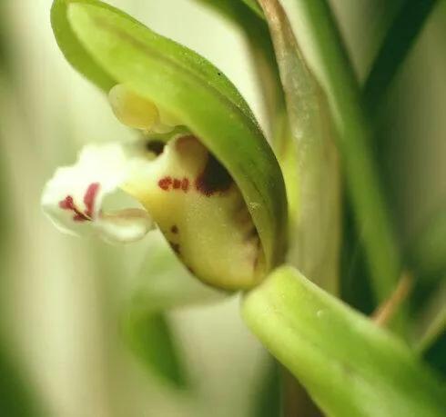 最贵的兰花价格排行榜前十名,2021年最贵兰花成交价格