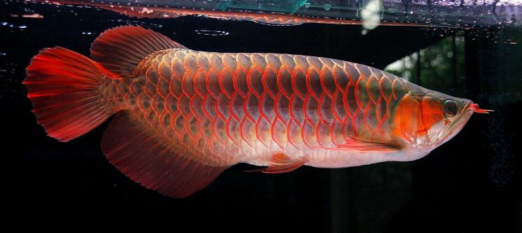 检测水质是智商税吗,龙鱼水质检测标准是多少