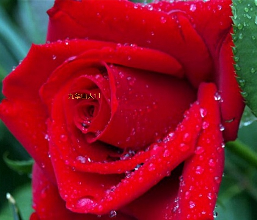 切花火焰月季,适合新手的切花月季