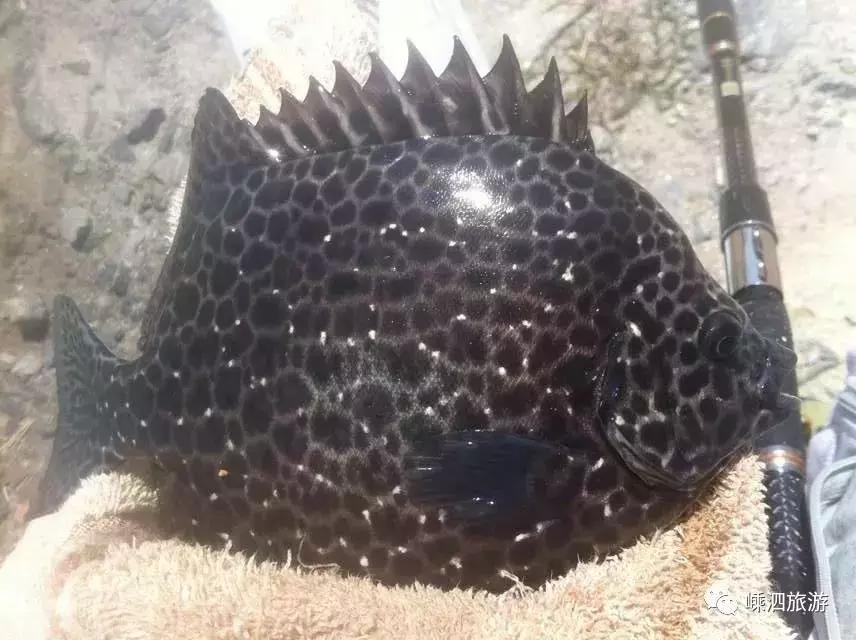 海捕常见海鱼,东海海鱼图片和名称大全