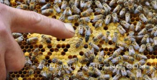 中囊病发生与温度变化有直接关系：陈学刚