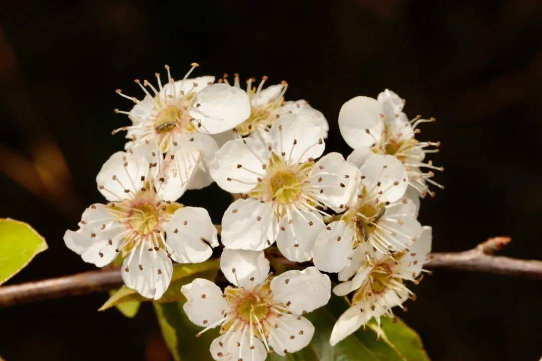 云南带毒的美食,云南带菌的美食
