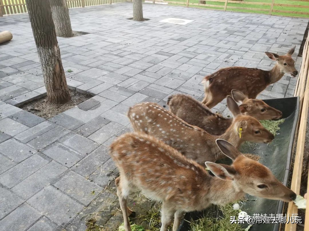 北京五环内新开萌宠乐园，除了喂动物，还能玩大滑梯、免费享帐篷