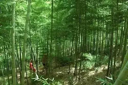 昆明周边适合露营的森林,昆明附近露营风景好