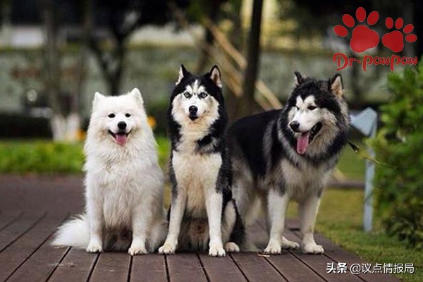 狗狗微量元素有没有用,狗狗微量元素哪个效果好