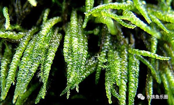 皇冠水草品种大全,亚马逊水草品种