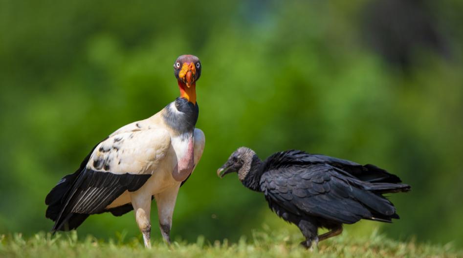 胡兀鹫和秃鹫谁厉害,秃鹫和胡兀鹫生活在一起吗