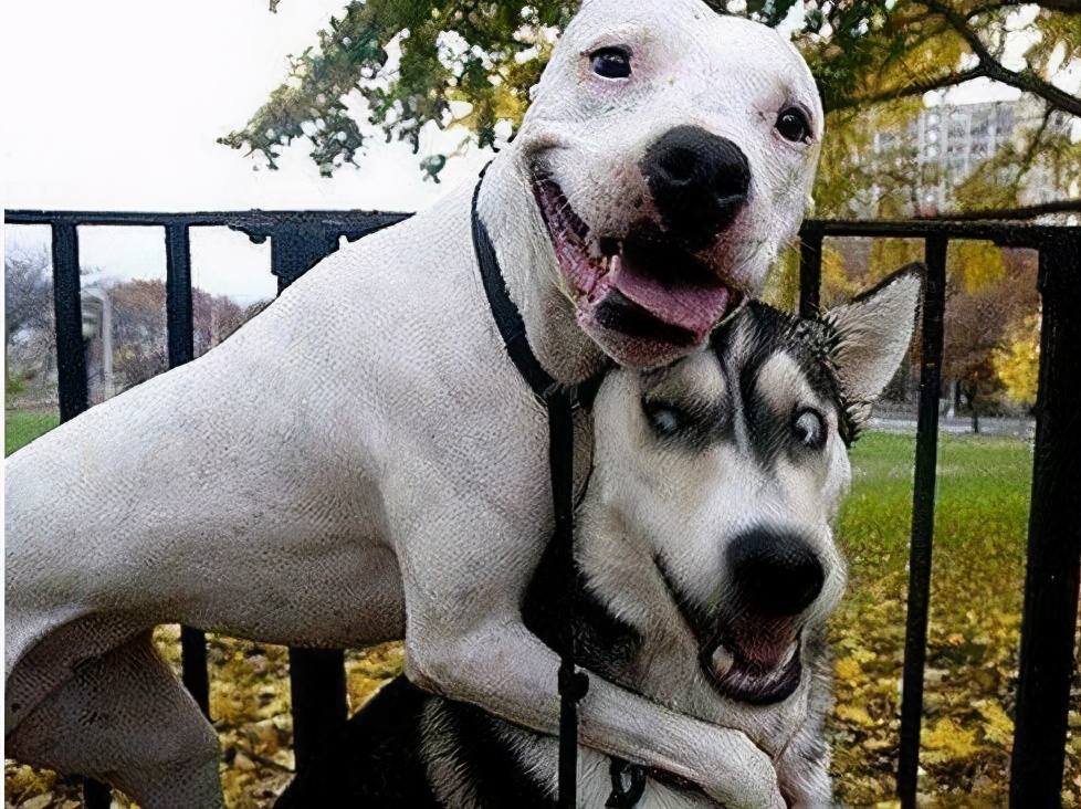 各品种狗狗价目表,各类狗狗的价格表一般是多少钱