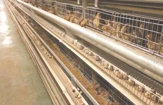 养殖鹌鹑技术全过程,养殖鹌鹑的方法