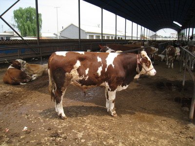 膘肥体壮长势良好下一句,膘肥体壮长势良好