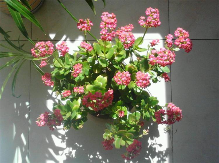 花叶发黄应该怎么办?从5个方面做出调整,十有八九能挽救回来