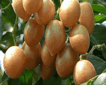 快收藏！海南水果图鉴～认准了，吃它