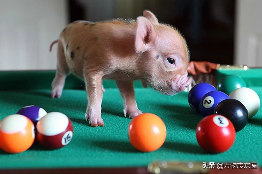 养猫养狗的乐趣,养猪养狗养猫养兔