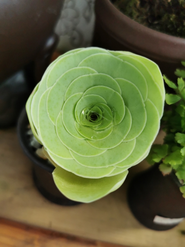 循迹盛京之十二浑南南井村花卉市场