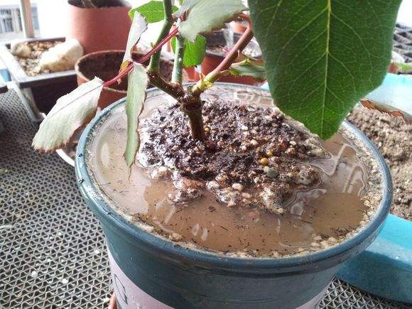 花盆里的土不保水怎么办,花盆土越来越少怎么加土